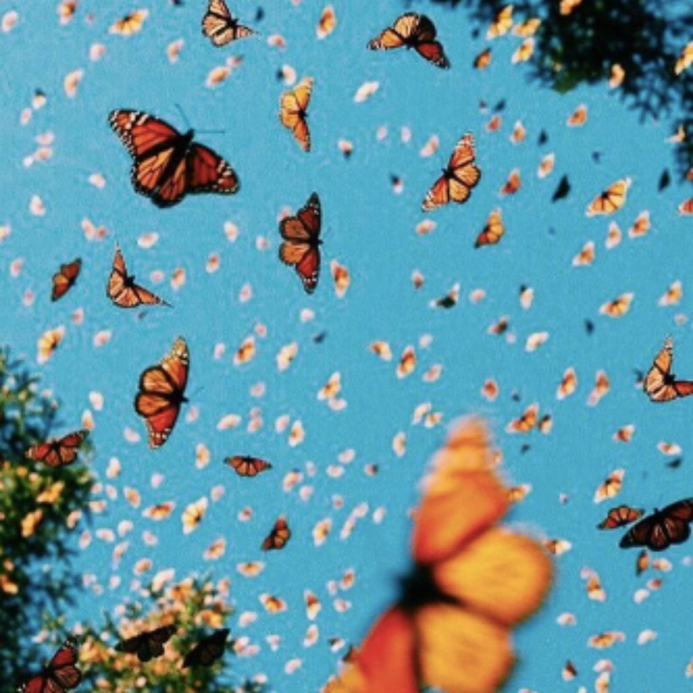 Meet your Posher, Neena